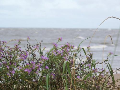 Strandvegetation der Rigaer Bucht (100_0824.JPG) wird geladen. Eindrucksvolle Fotos aus Lettland erwarten Sie.